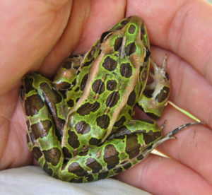 Northern Leopard Frog, viewed from above its back. The frog is sitting in a human palm.