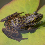 L-septentrionalis-adult-Elinor-Osborn.jpg