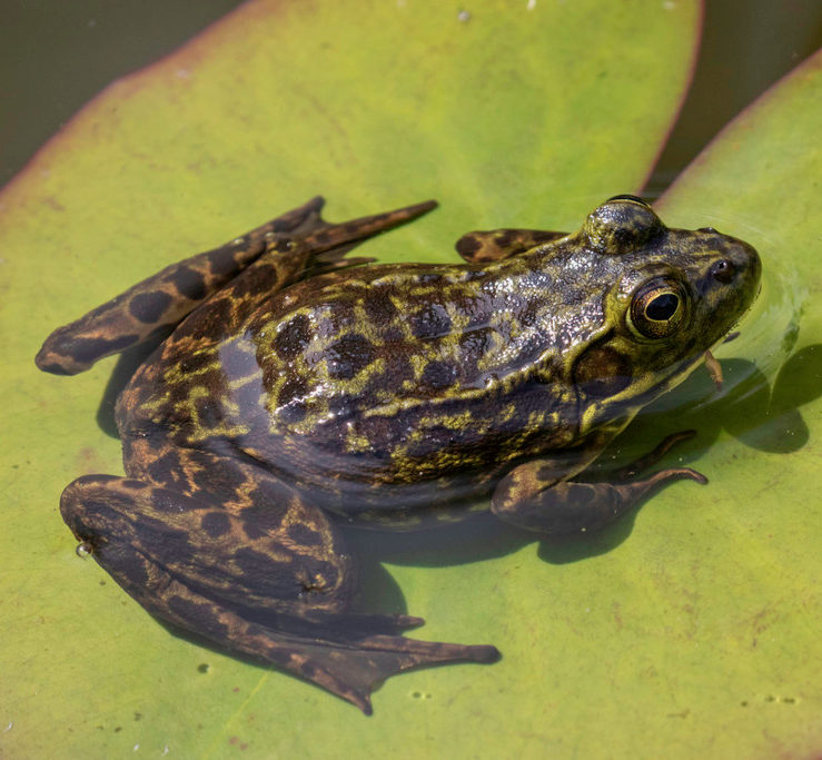 Mink Frog (Lithobates septentrionalis) adult, partially submerged in water, on a lilypad.