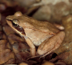 Wood Frog (Lithobates sylvaticus) adult: a light brown frog with a dark brown mustache.