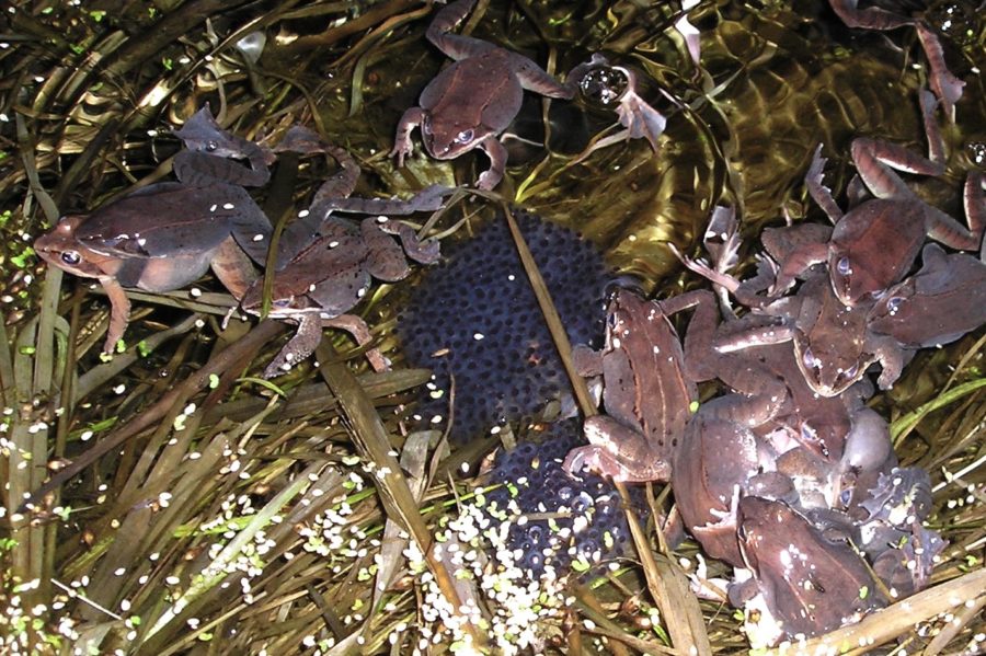 Lithobates sylvaticus Wood Frog Vermont Reptile and Amphibian Atlas