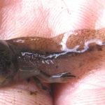L-sylvaticus tadpole, Avery’s Gore, August 7, 2014, Ned Bohman et al