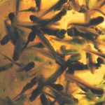 L-sylvaticus tadpoles in mass Eric Davis