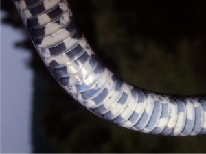 Eastern Milksnake (Lampropeltis triangulum) ventral view