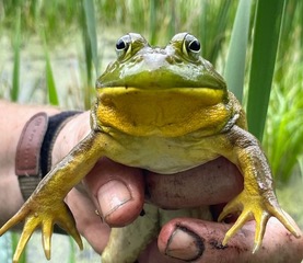 Adult green frog with green face and yellow throat, held in human hand, appears to stare into camera. 