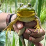 male American Bullfrog showing yellow throat and swollen thumbs, held face facing camera in a human hand