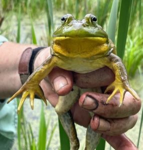 male American Bullfrog showing yellow throat and swollen thumbs, held face facing camera in a human hand