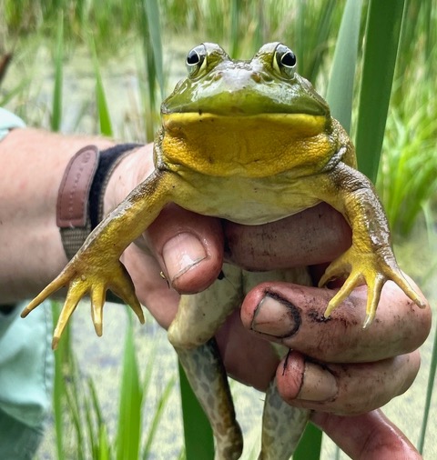 Herp Update: Moving Snappers, Herp Activity, & Concert—July 29, 2022