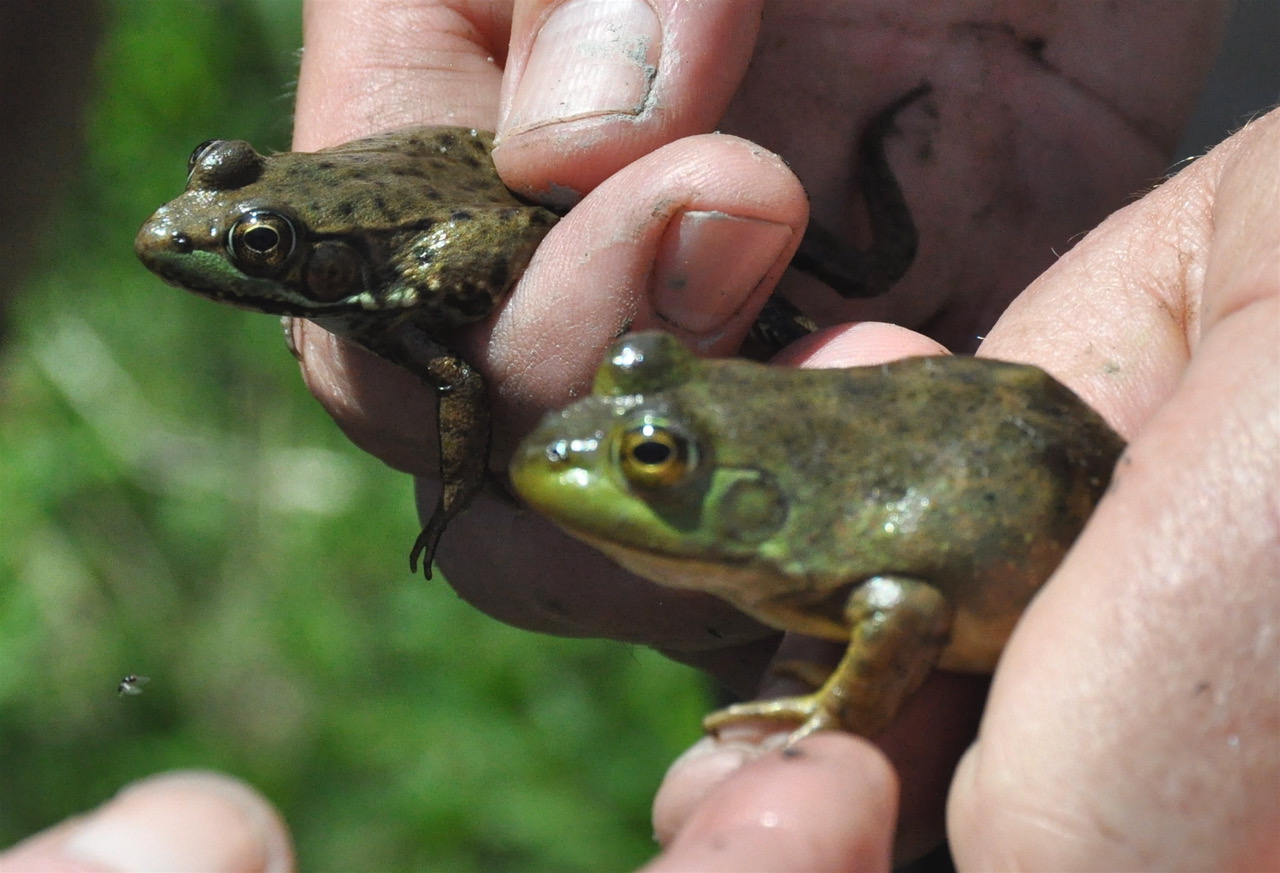 Two frogs in approximate profile, held in human hands: an American Bullfrog on the right and Green Frog on the left. Photo by April Hillamn and used with permission.