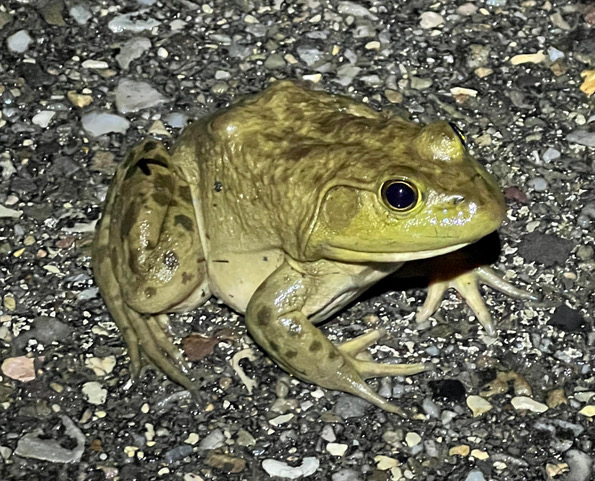 An American Bullfrog sits on a paved road surface.