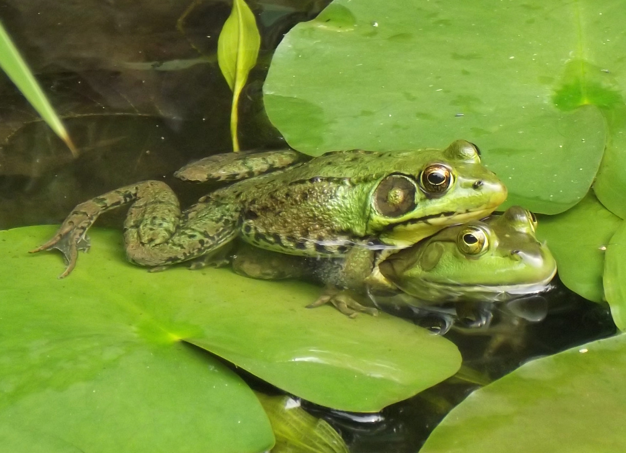 A male Green Frog in amplexus (mating) with a female American Bullfrog, on the surface of small water body with lily pads surrounding the frogs. Photo by Leah Farrell, used with permission.