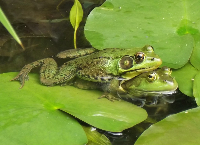 Male Green Frog amplexing a female American Bullfrog in Salisbury, Vermont. Photo by Leah Farrell and used with permission.