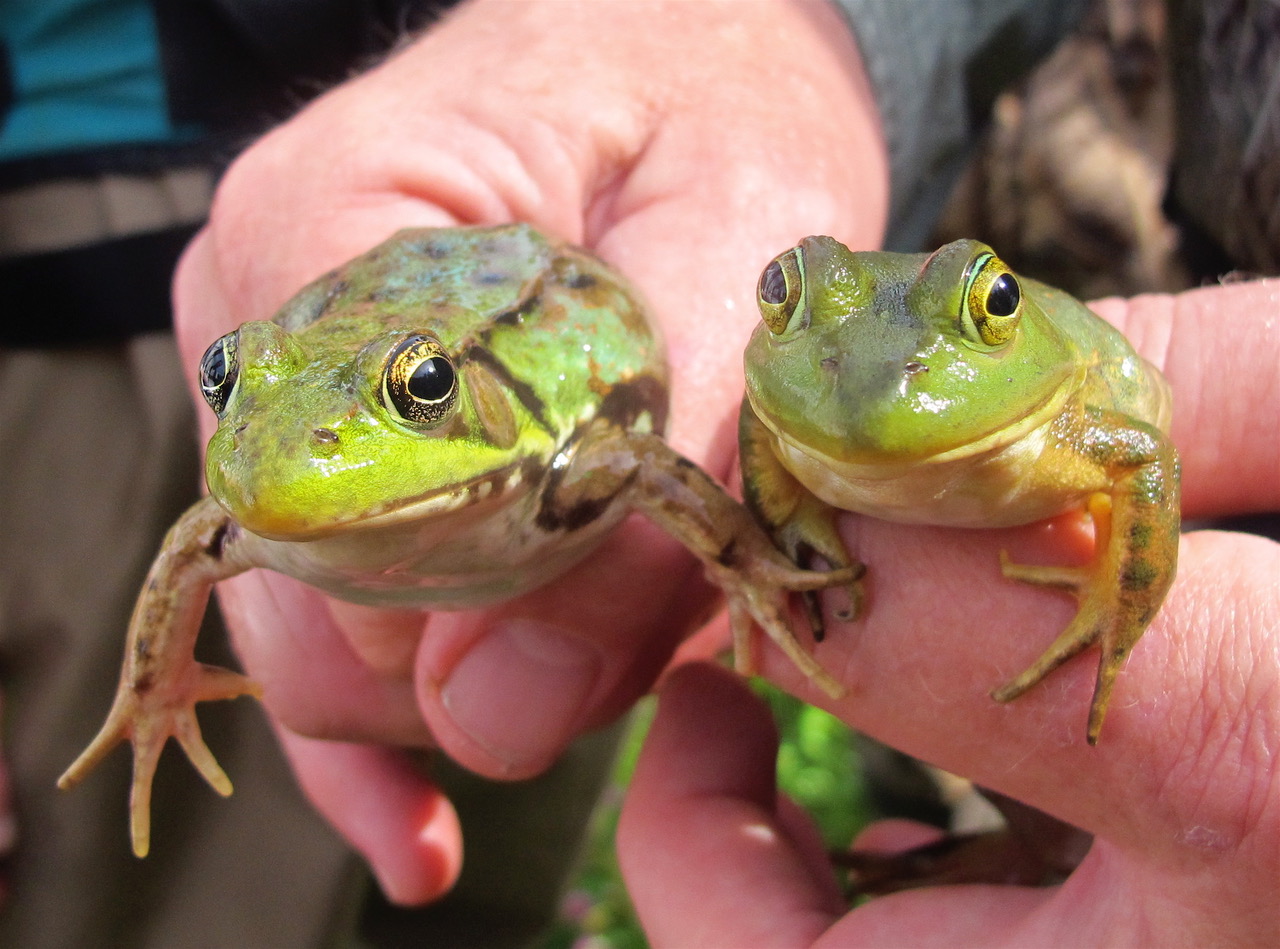 A pair of hands holds an American Bullfrog on the right and Green Frog on the left. Photo taken by Katie Reilley and used with permission.