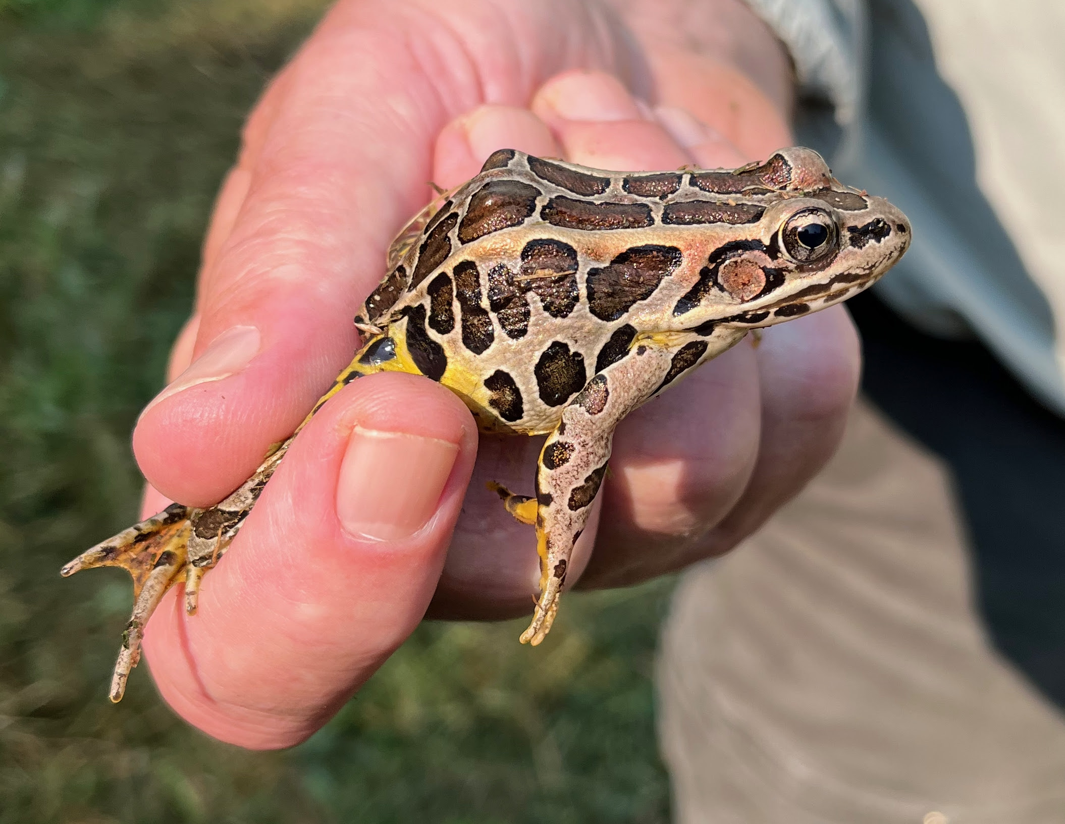 Herp Update: Interesting Herp Reports, Metamorphosing Frogs, Survey Work – August 6, 2025