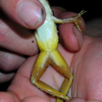L. palustris venter L copy