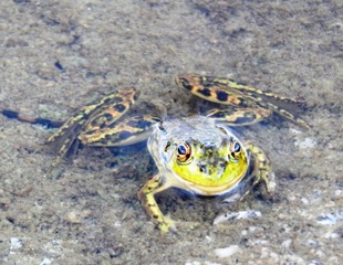 mink frog, partially submerged, facing camera. A greenish-brown frog with dark markings and a yellow-green upper lip.