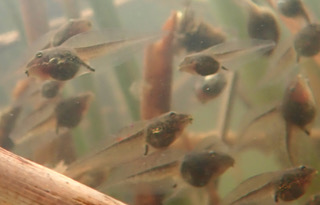 Wood Frog tadpoles, June 10, 2022, Lincoln Vermont. Photo by Erin Talmage and used with permission.