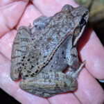 L. sylvaticus, Proctor, February 28, 2024, Sarah Allen