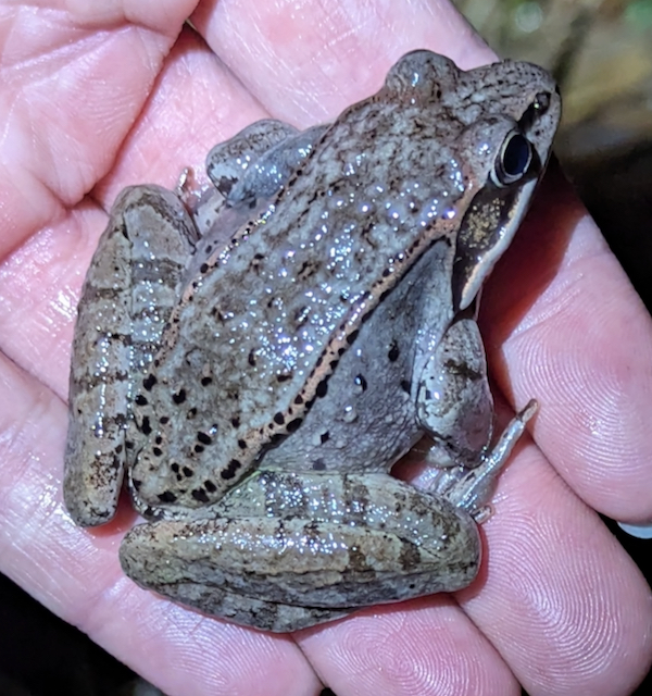 Herp Update: Amphibian Migration Begins, Annual Fundraiser – March 7, 2024