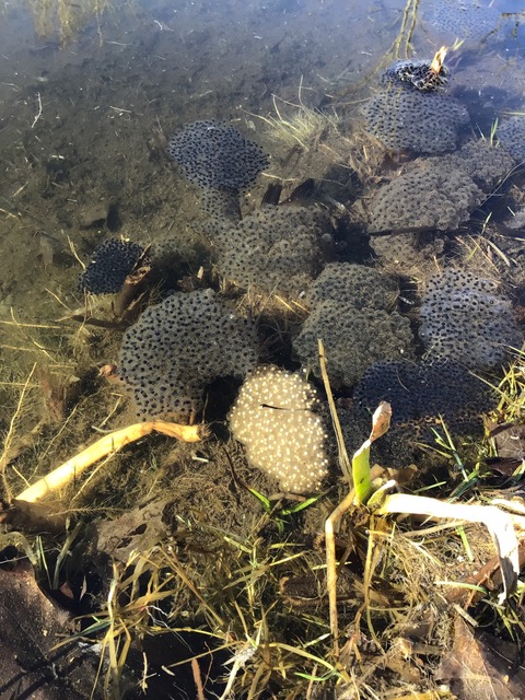 Wood frog egg masses in fresh water. Most have dark centers in a translucent jelly; one has white centers (probably nonviable)