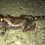 Wood frog (L. sylvaticus) amplexing a Spotted Salamander (A. maculatum). Photo by Ashley Bray and used with permission.