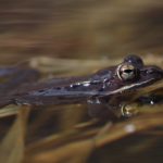 L. sylvaticus in H20 4 K. Briggs