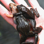 L. sylvaticus many Erin Talmage