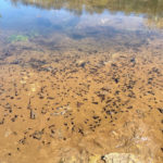 L.-sylvaticus-tadpoles-thousands.jpeg