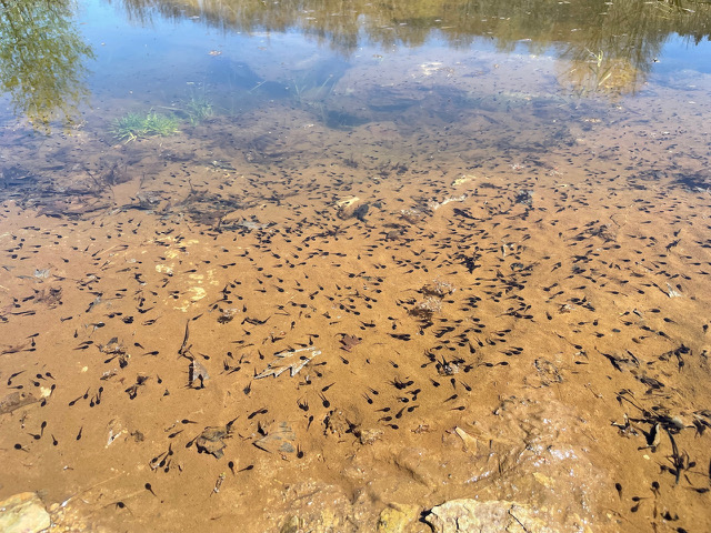 Many (hundreds?) of dark wood frog tadpoles seen against lighter sandy/silty substrate in fresh water pond.