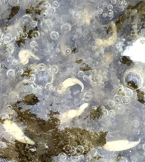 white tadpoles and eggs in fresh water