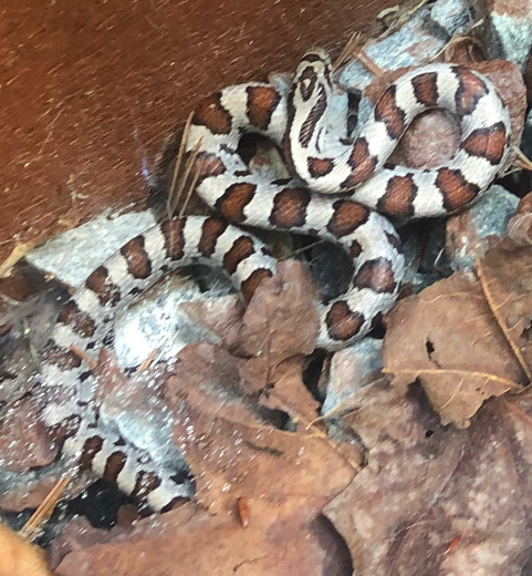 an unusually patterned Eastern Milksnake with a very white background sits curled up among dry brown leaves