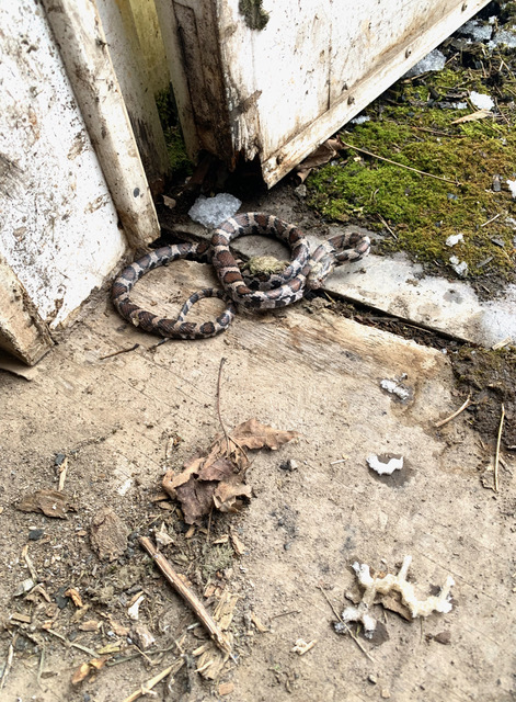 Herp Update: Reports, Digitizing Atlas files, Fundraising – January 7, 2021