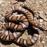 L.-triangulum-coiled-in-dirt-Jay-Plotkin.jpeg