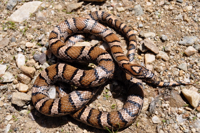 Eastern milksnake: a slender snake partially coils over itself on a gravelly surface. The snake has black-edged tan splotches with beige scales in between. 