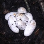 L. triangulum eggs in box B. Butler