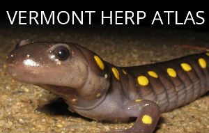 The image used for this magnet shows the front of Spotted Salamander (a dark grayish-brownish salamander with yellow spots) on a fine gravel surface. White letters above it say 'Vermont Herp Atlas'.