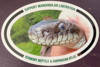 Our new bumper sticker: Support Mandibular Liberation, showing the face of a snake with a dark head, dark eyes, and white throat held in a human hand. It appears to be looking at the camera.