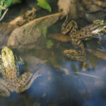Mink and Green Frog