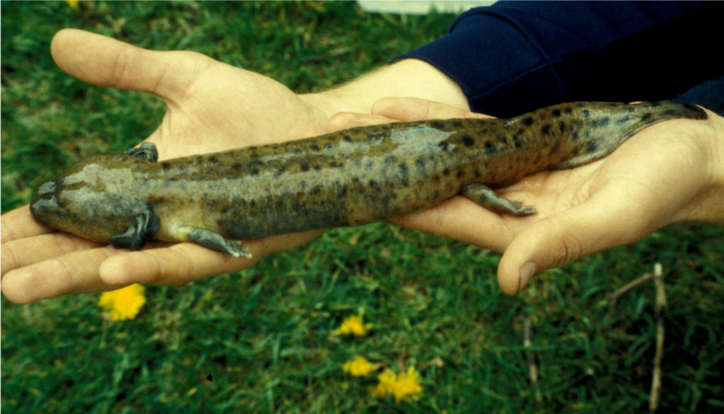 Mudpuppy (Necturus maculosus) adult