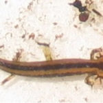 N-maculosus-larva