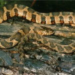 N-sipedon-adult.jpg