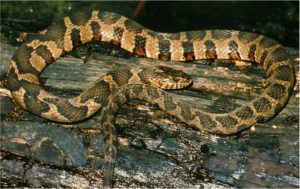 Common Watersnake (Nerodia sipedon), adult