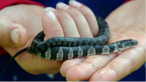 Common Watersnake (Nerodia sipedon), juvenile