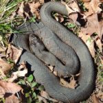 N-sipedon missing tail 1, Orwell, April 24, 2016, Sue Wetmore