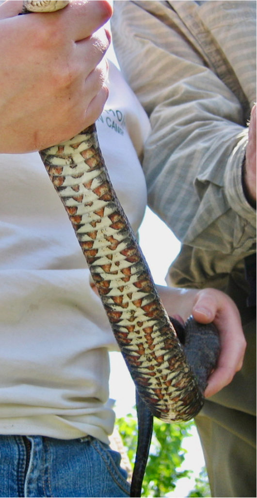 Common Watersnake (Nerodia sipedon), ventral view