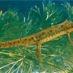 N-viridescens-adult