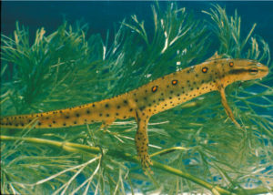 Eastern Newt (Notophthalmus viridescens) adult