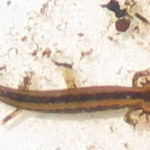 N. maculosus several juv. 3 M. Ferguson