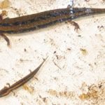 N.-maculosus-two-juveniles-in-tank-M.-Ferguson.jpg