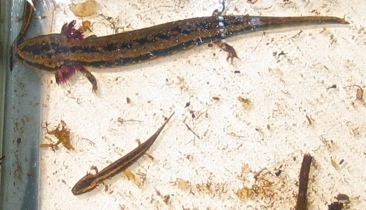 Young Mudpuppies, one signifigantly larger than the other.